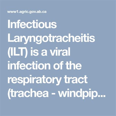 Infectious Laryngotracheitis Ilt Is A Viral Infection Of The