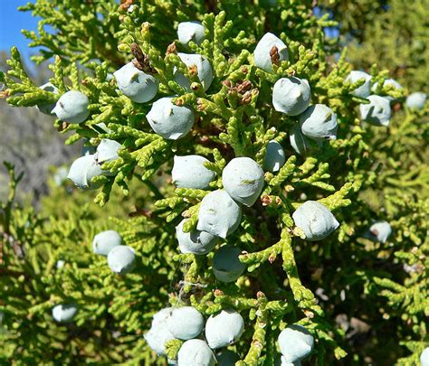 Juniperus Osteosperma Shrub And Vine Seeds Utah Juniper Seeds