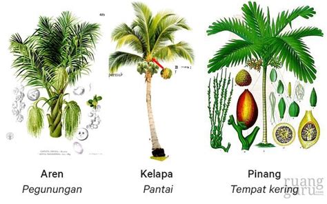 Mengenal Tingkatan Contoh Keanekaragaman Hayati Manfaatnya Biologi