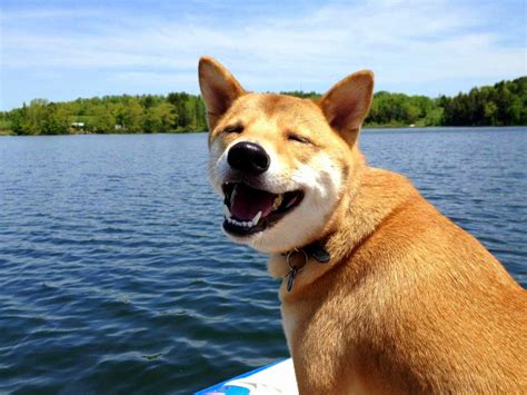 1080 doge to usd (1080 dogecoin to us dollar) exchange calculator. 200 Luxury Doge 1080x1080 for You - Left of The Hudson