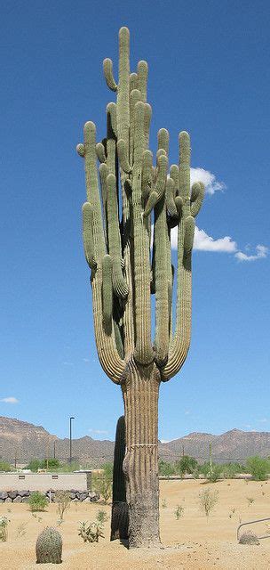 Giant Saguaro Cactus Cacti And Succulents Desert Plants