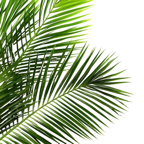 Palm Leaves Palm Leaf Leaves Png Transparent Image And Clipart For