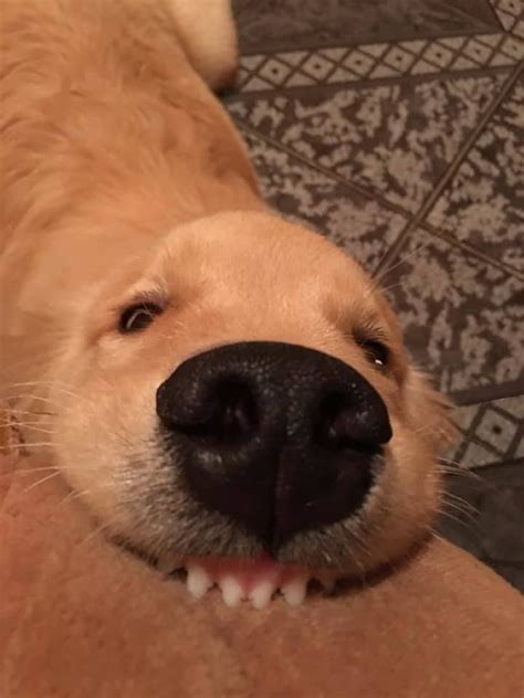 Aprendendo A Sorrir Fotos De Animais Engraçados Cães Engraçados