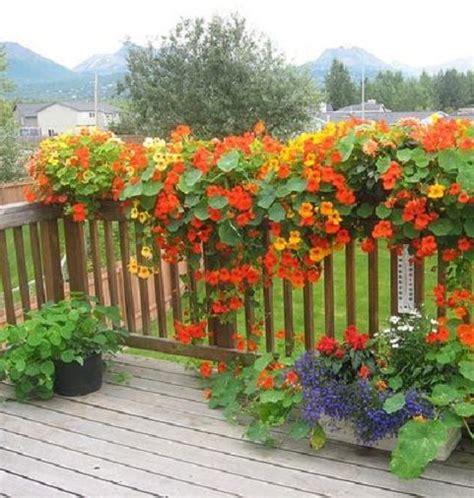 How To Plant Nasturtiums In A Hanging Basket Plants Planting Flowers