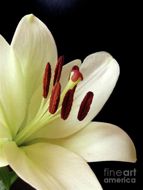White Lily Close Up Photograph By Jasna Dragun Fine Art America
