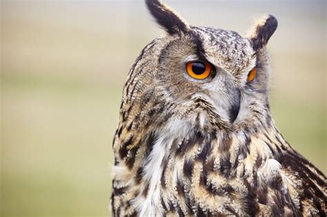 The famous tv series harry potter has inspired us that owls can make amazing pets. Can U Have Owls As Pets