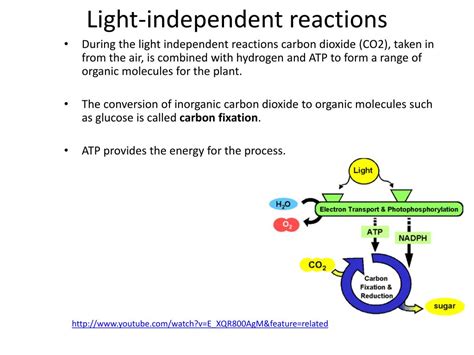 This extra glucose is stored in the plant. PPT - Aerobic cell respiration: glucose + oxygen carbon dioxide + water + energy PowerPoint ...