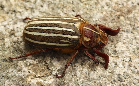 What Are Those Big Beetles Naturally North Idaho
