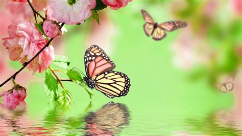 Opt for free desktop wallpapers from over twenty classes as well as animals, cartoon, flower and sports. Best Pink Butterfly Wallpaper HD | Butterfly wallpaper ...