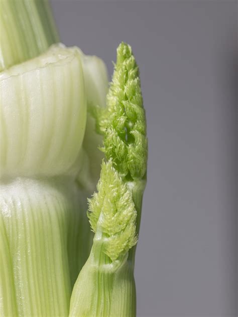 We did not find results for: Der Fenchel (Foeniculum vulgare), Fenouille | Fenchel, Garten