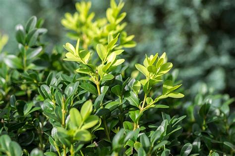 How To Grow And Care For Boxwood Shrubs Gardeners Path