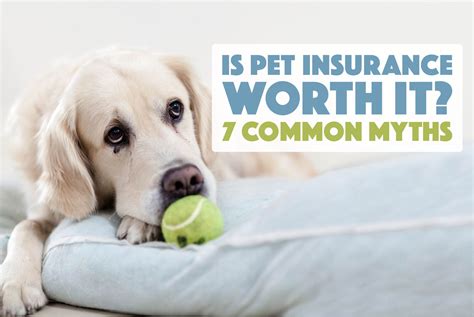 Is Pet Insurance Worth It 7 Common Myths The Broke Dog