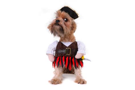 Dog Pirate Costume Stock Photos Pictures And Royalty Free Images Istock