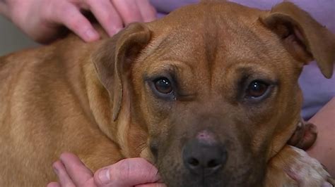 Cause For Paws Dog Hit By Car In Knightdale Surrendered By Owners