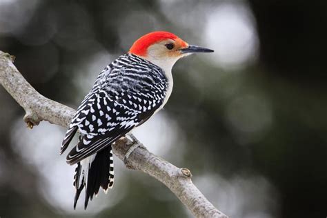 Red Bellied Woodpecker Facts A Birds Delight