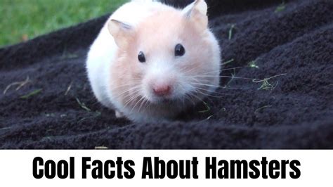 Facts About Hamsters Naturefaq