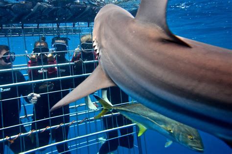 Shark Cage Diving Durban Cage Dive Or Snorkel With Sharks On Aliwal Shoal
