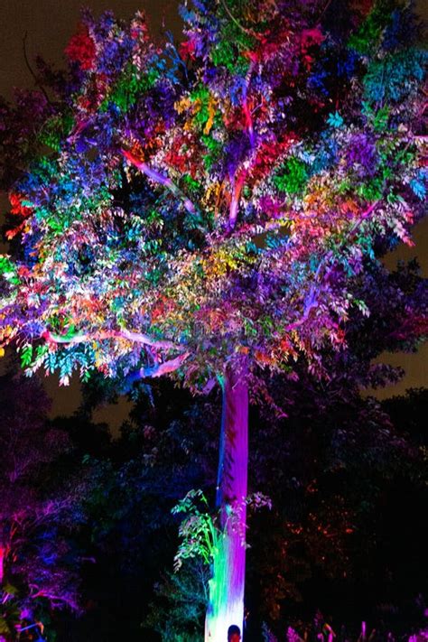 Rinbow Illuminated Tree And Building Blocks At The Nightgarden In Coral