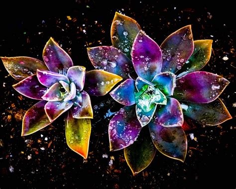 Wallpaper Colorful Flowers Abstract Water Drop 1920x1200 Hd Picture