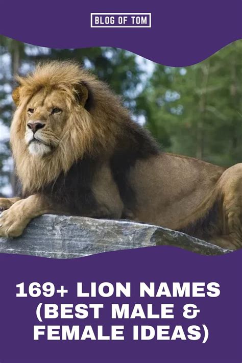A Lion Laying On Top Of A Rock With The Words Lions Names Best Male And