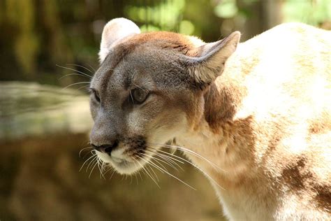 Cougar Berglöwe Tierwelt Kostenloses Foto Auf Pixabay