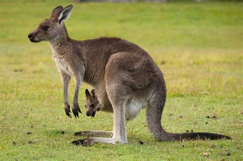 Mother And Baby Kangaroo Kangaroo Species Australian Animals