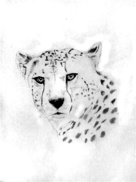 Cheetah Sketch By Silvermarten On Deviantart