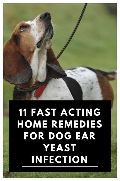 11 Fast Acting Home Remedies For Dog Ear Yeast Infection