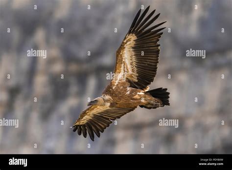 Griffon Vulture Gyps Fulvus Flying Stock Photo Alamy