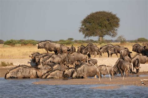 Botswana National Parks And Game Reserves Map And Guide