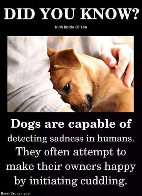 Can Dogs Sense Human Sadness