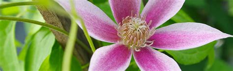 Maybe you would like to learn more about one of these? Browse Selection of Yellow-Orange Clematis and Buy Online