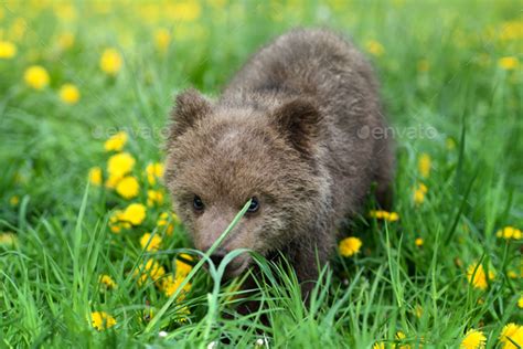 Cute Little Brown Bear Cub Playing On A Lawn Among