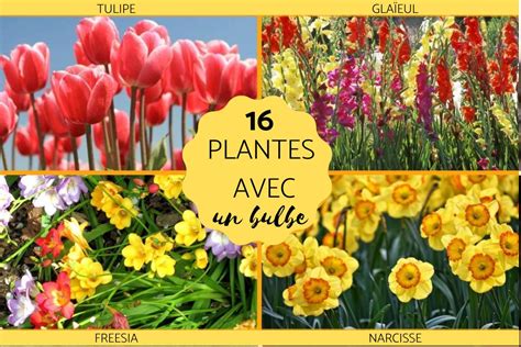 Plantes Bulbe Liste Et Caract Ristique
