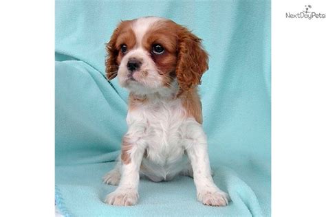 Cavalier king charles, epagneul cavalier king charles, english toy spaniel. Cavalier King Charles Spaniel puppy for sale near ...