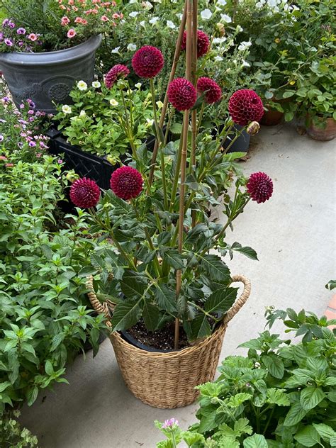 How To Successfully Grow Stunning Dahlias In Pots