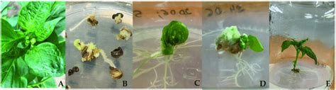In Vitro Anther Culture Of Peppers A Anther Donor Plants Of