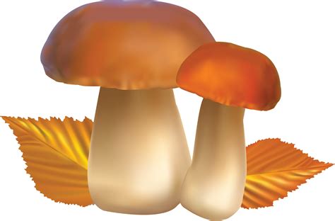 Mushroom Clipart Bing Images Mushrooms Image Clipartix