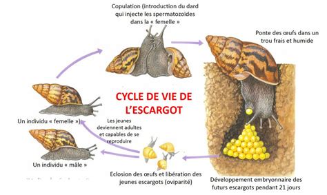 La Reproduction Sexuée Animale Et Végétale Site De Cours De Collège