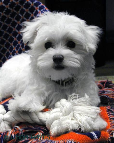 Publius, roman governor of malta in the early first century a.d, had a maltese named issa who was immortalized by poet marcus. Teacup Maltese For Adoption | Teacup Maltese puppies for ...