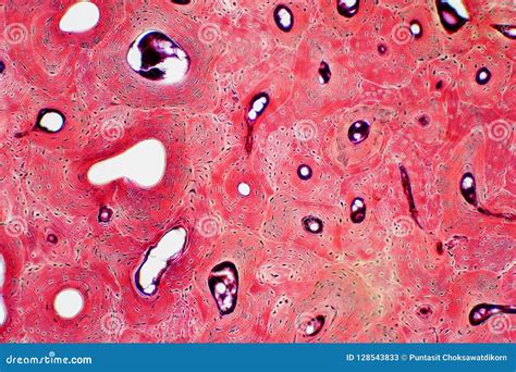 Foto Stock Histology Of Human Compact Bone Tissue Under Microscope View