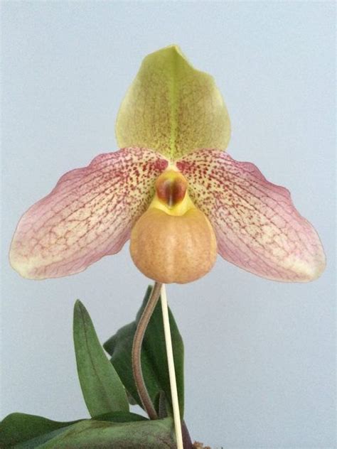 Hung Sheng Pink Slippertalk Orchid Forum The Best Slipper Orchid