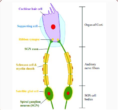 Schematic Illustration Of The Hair Cell Sgns And Their Associated