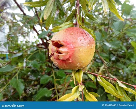 Pomegranate On Tree Branch Red Ripe Pomegranate Fruits Grow On