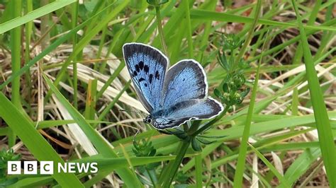 Large Blue Butterfly Reintroduced In Gloucestershire Bbc News