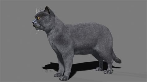 Siamese cat animated 3d model turbosquid. Cat British 3D Model animated rigged MAX | CGTrader.com