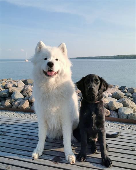 Samoyed 🌺 Samoyed Dogs Labrador Retriever