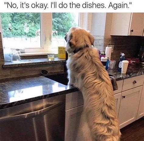 18 Animal Memes That Are Guaranteed To Make You Giggle Funny Dogs