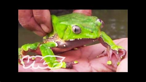 Tripping On Hallucinogenic Frogs Part 13 Youtube