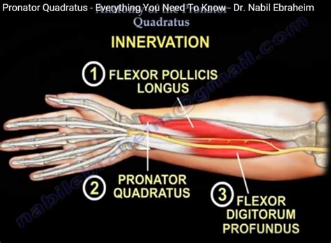 Anatomy Of Pronator Quadratus —